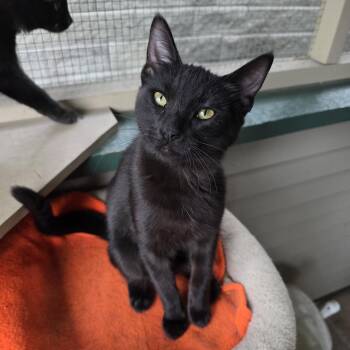 Pepper -  Domestic Short Hair Cat for Adoption in Barrière, British Columbia - Pepper | PetCurious