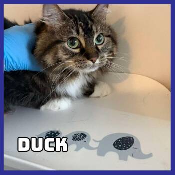 Duck -  Domestic Long Hair Cat for Adoption in Glenwood, Minnesota - Duck | PetCurious