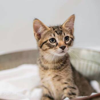 Rescue Domestic Short Hair Cats for Adoption in Chicago, Illinois - Indy | PetCurious