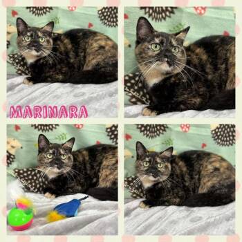Rescue American Shorthair Cats for Adoption in Huntington, West Virginia - Marinara | PetCurious