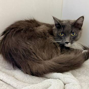 Oreo Milkshake -  Domestic Short Hair Cat for Adoption in Philadelphia, Pennsylvania - Oreo Milkshake | PetCurious