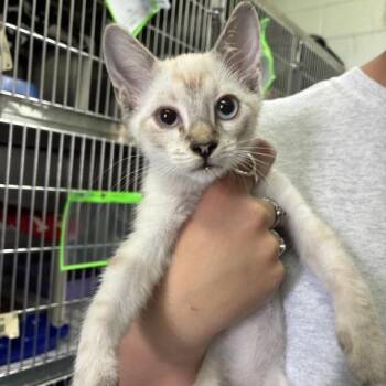SNOW -  Domestic Short Hair Cat for Adoption in Pensacola, Florida - SNOW | PetCurious