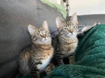 Domestic Short Hair Cats Available for Adoption - Loompa | PetCurious