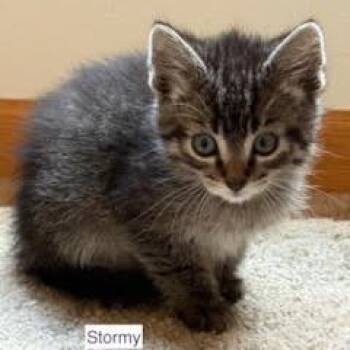 Little Stormy C11390 -  Domestic Short Hair Cat for Adoption - Little Stormy C11390 | PetCurious