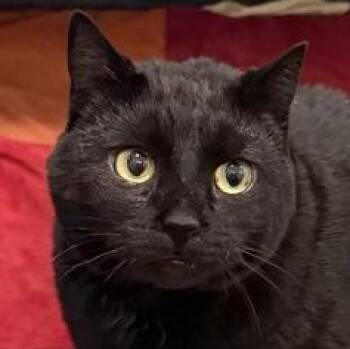 Molly -  Domestic Short Hair Cat for Adoption in Ithaca, New York - Molly | PetCurious