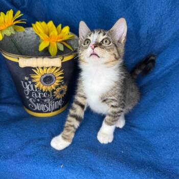 Billy -  Norwegian Forest Cat and Domestic Short Hair Cat for Adoption in Mount Vernon, Illinois - Billy | PetCurious