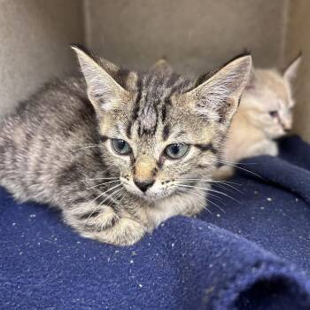Teri 26-06-138 -  Domestic Short Hair Cat for Adoption in Bastrop, Texas - Teri 26-06-138 | PetCurious