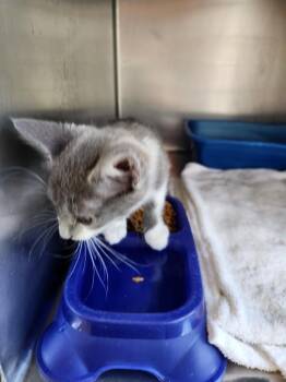Henry kitten 1(Luna) -  Domestic Short Hair Cat for Adoption in Mocksville, North Carolina - Henry Kitten 1(Luna) | PetCurious