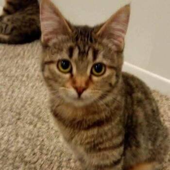 Rescue Domestic Short Hair Cats for Adoption in Nampa, Idaho - Fae | PetCurious