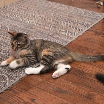 Chloe Morano -  Domestic Medium Hair Cat for Adoption in Los Angeles, California - Chloe Morano | PetCurious