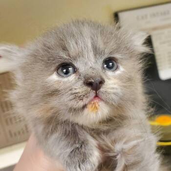 Pistachio -  Domestic Long Hair Cat for Adoption in Asheville, North Carolina - Pistachio | PetCurious