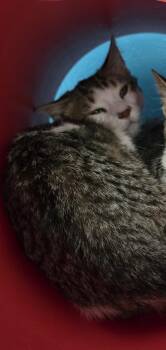 Flounder -  Domestic Short Hair Cat for Adoption in Evergreen, Colorado - Flounder | PetCurious