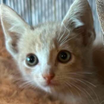 Moon Pie  26-06-005 -  Domestic Short Hair Cat for Adoption in Bastrop, Texas - Moon Pie  26-06-005 | PetCurious