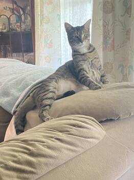 Rescue Domestic Short Hair Cats for Adoption in Seven Valleys, Pennsylvania - Sarina | PetCurious