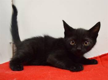 ARCHIMEDES -  Domestic Short Hair Cat for Adoption in Sacramento, California - ARCHIMEDES | PetCurious