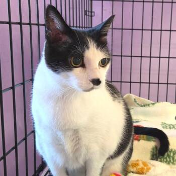 Beverly -  Domestic Short Hair Cat for Adoption in Redwood Valley, California - Beverly | PetCurious