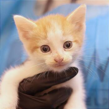 Boriz -  Domestic Short Hair Cat for Adoption in Philadelphia, Pennsylvania - Boriz | PetCurious