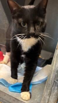 Gator -  Domestic Short Hair Cat for Adoption in Metter, Georgia - Gator | PetCurious