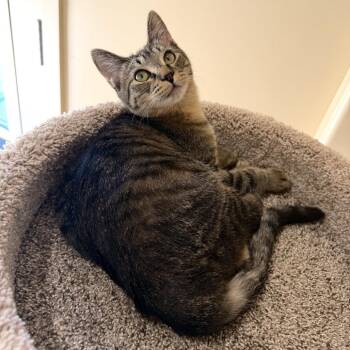 Domestic Short Hair Cats Available for Adoption - Moxie | PetCurious
