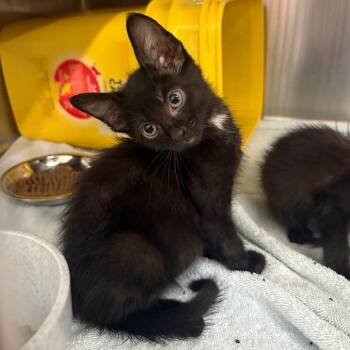 Jet -  Domestic Short Hair Cat for Adoption in Manhattan, Kansas - Jet | PetCurious