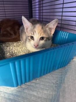 Bossie -  Domestic Short Hair Cat for Adoption in Johnson City, Tennessee - Bossie | PetCurious