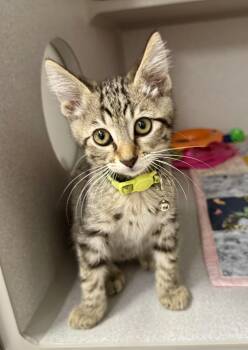 -Fizz -  Tabby and Domestic Short Hair Cat for Adoption in Red Bluff, California - -Fizz | PetCurious