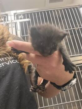 NUBBINS -  Domestic Short Hair Cat for Adoption in Albuquerque, New Mexico - NUBBINS | PetCurious