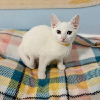 Desi -  Domestic Short Hair Cat for Adoption in Brownsboro, Alabama - Desi | PetCurious