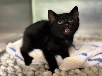 Domestic Short Hair Cats Available for Adoption in Grand Prairie, Texas - RAHMAN | PetCurious