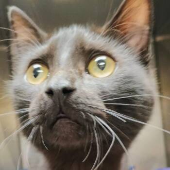 Domestic Short Hair Cats Available for Adoption - Sprout | PetCurious