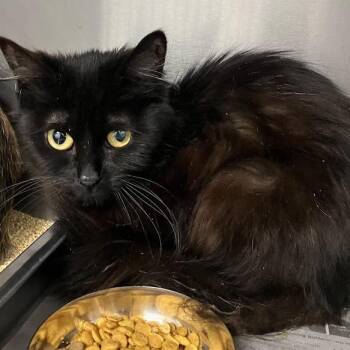 Sis -  Domestic Long Hair Cat for Adoption in Dekalb, Illinois - Sis | PetCurious