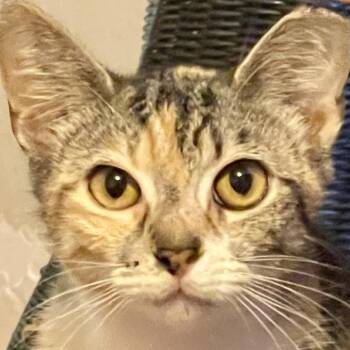 Sandie -  Domestic Short Hair Cat for Adoption in Los Angeles, California - Sandie | PetCurious