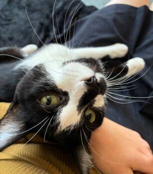 Rescue Domestic Short Hair Cats for Adoption in Encinitas, California - Captain | PetCurious