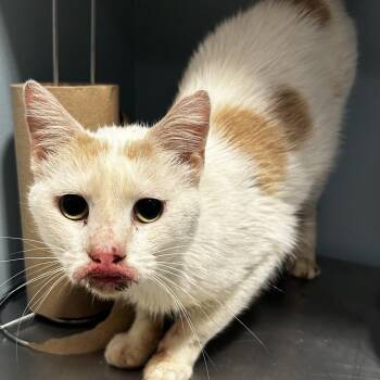 Lover Boy -  Domestic Short Hair Cat for Adoption in Chattanooga, Tennessee - Lover Boy | PetCurious