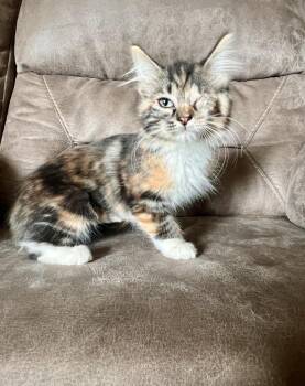 Eliza -  Domestic Medium Hair Cat for Adoption in Rochester, Indiana - Eliza | PetCurious