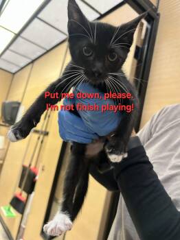 Tuxedo Cats Available for Adoption - Culotte | PetCurious