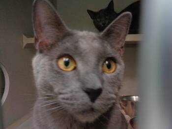Domestic Short Hair Cats Available for Adoption in Delhi, New York - SEMI | PetCurious
