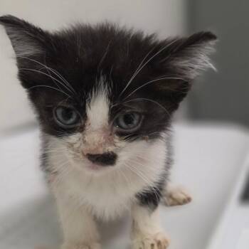 Expi -  Domestic Long Hair Cat for Adoption in Charleston, West Virginia - Expi | PetCurious