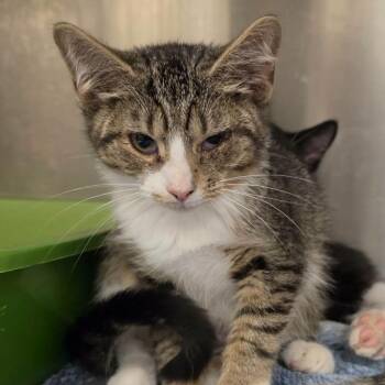 Korra -  Domestic Short Hair Cat for Adoption in Waynesboro, Pennsylvania - Korra | PetCurious