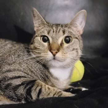 Rescue Domestic Short Hair Cats for Adoption in Carrollton, Texas - Bree | PetCurious