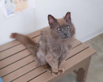Edgar -  Domestic Long Hair Cat for Adoption in Boise, Idaho - Edgar | PetCurious