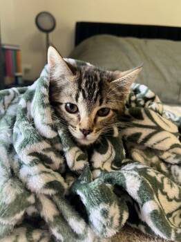 Domestic Short Hair Cats Available for Adoption in Pasco, Washington - Benjamin | PetCurious