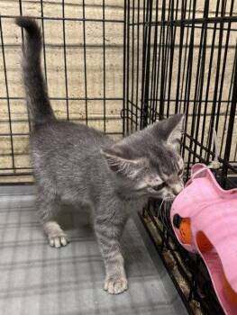 Brook -  Domestic Short Hair Cat for Adoption in Apollo, Pennsylvania - Brook | PetCurious