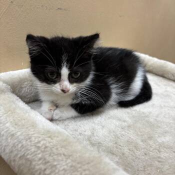 Glen -  Domestic Short Hair Cat for Adoption in Hemet, California - Glen | PetCurious