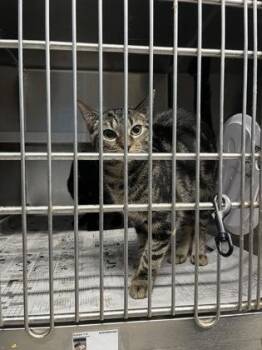 Tiger $50 -  Domestic Short Hair Cat for Adoption in Seneca, South Carolina - Tiger $50 | PetCurious