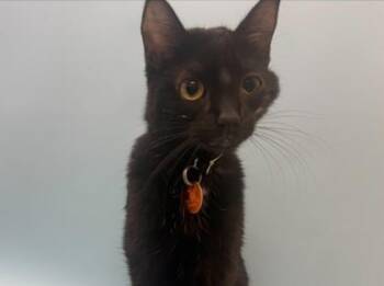 Fancy Pants -  Domestic Short Hair Cat for Adoption in Woodbury, Minnesota - Fancy Pants | PetCurious