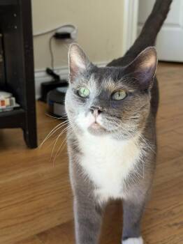 Domestic Short Hair and Russian Blue Cats Available for Adoption in Chicago, Illinois - Gus | PetCurious