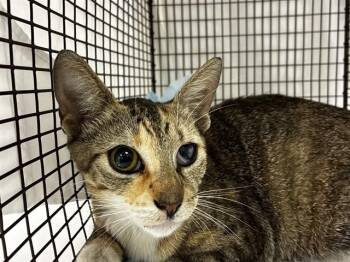 SWEETS -  Domestic Short Hair Cat Available for Adoption in Fort Lauderdale, Florida - SWEETS | PetCurious
