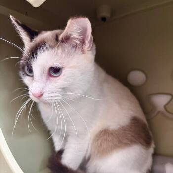 Domestic Short Hair Cats Available for Adoption in Palm Harbor, Florida - Tamaya | PetCurious