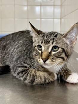 Ronin -  Domestic Short Hair Cat for Adoption in San Antonio, Texas - Ronin | PetCurious